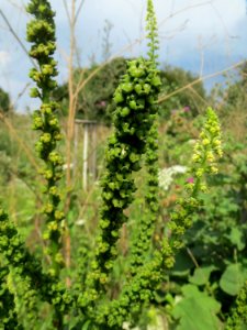 20140724Reseda_luteola04