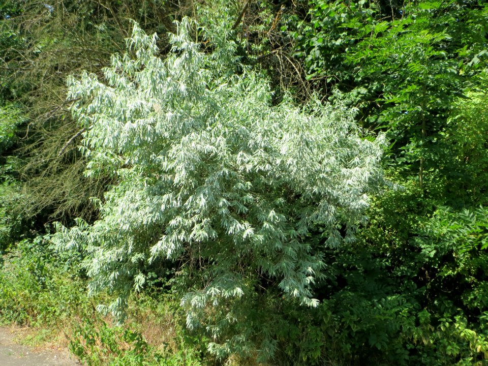 20140622Elaeagnus_angustifolia2