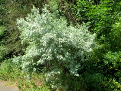 20140622Elaeagnus_angustifolia2