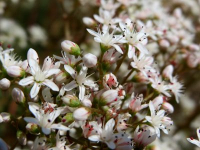 20140624Sedum_album3