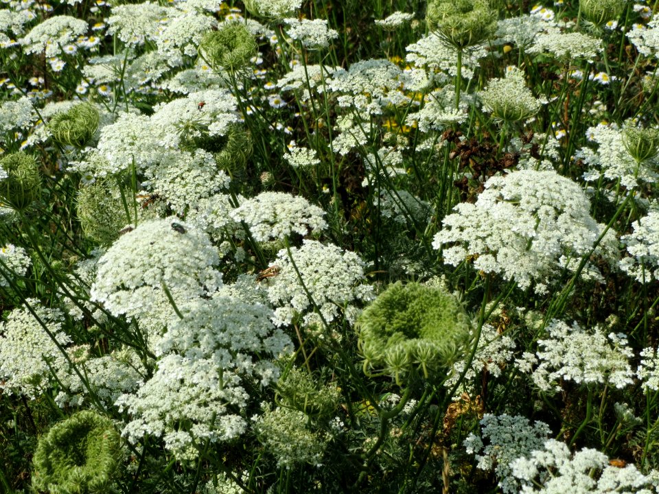 20140725Daucus_carota1