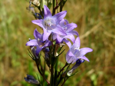 20140622Campanula_rapunculus3