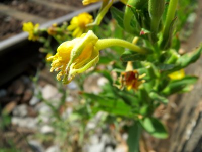 20140624Oenothera_biennis