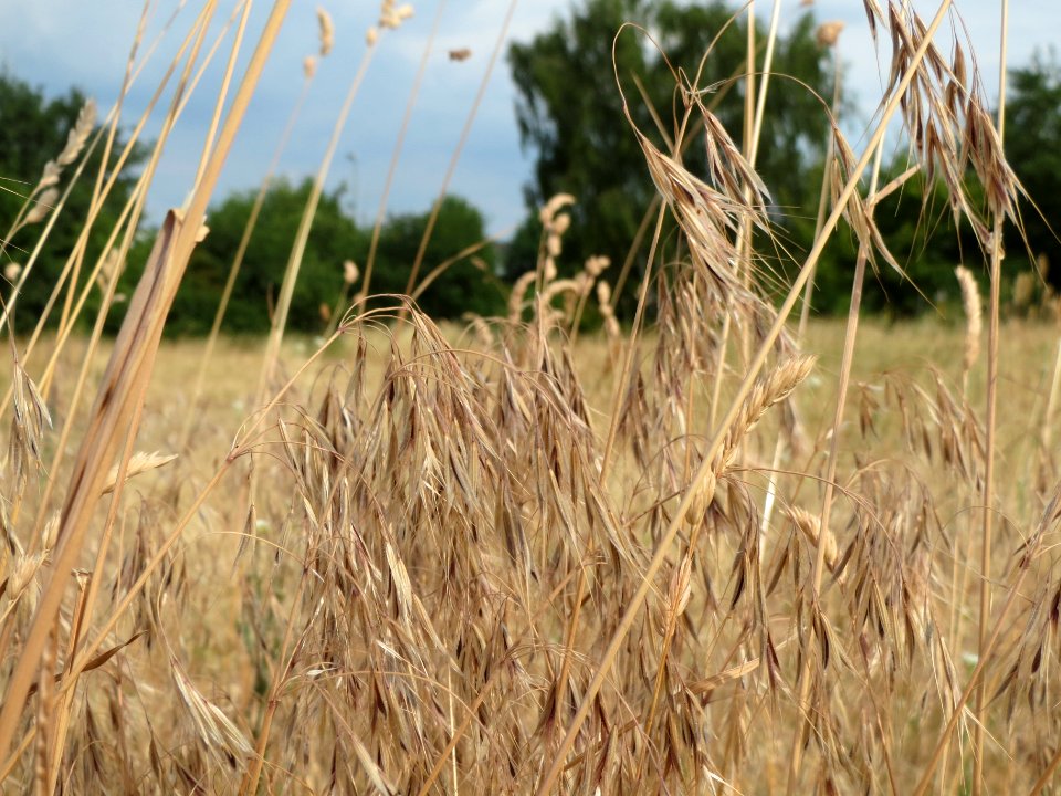 20140616Bromus_tectorum3