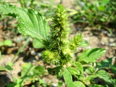 20140725Amaranthus_retroflexus2