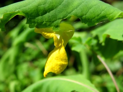 20140622Impatiens_noli-tangere3