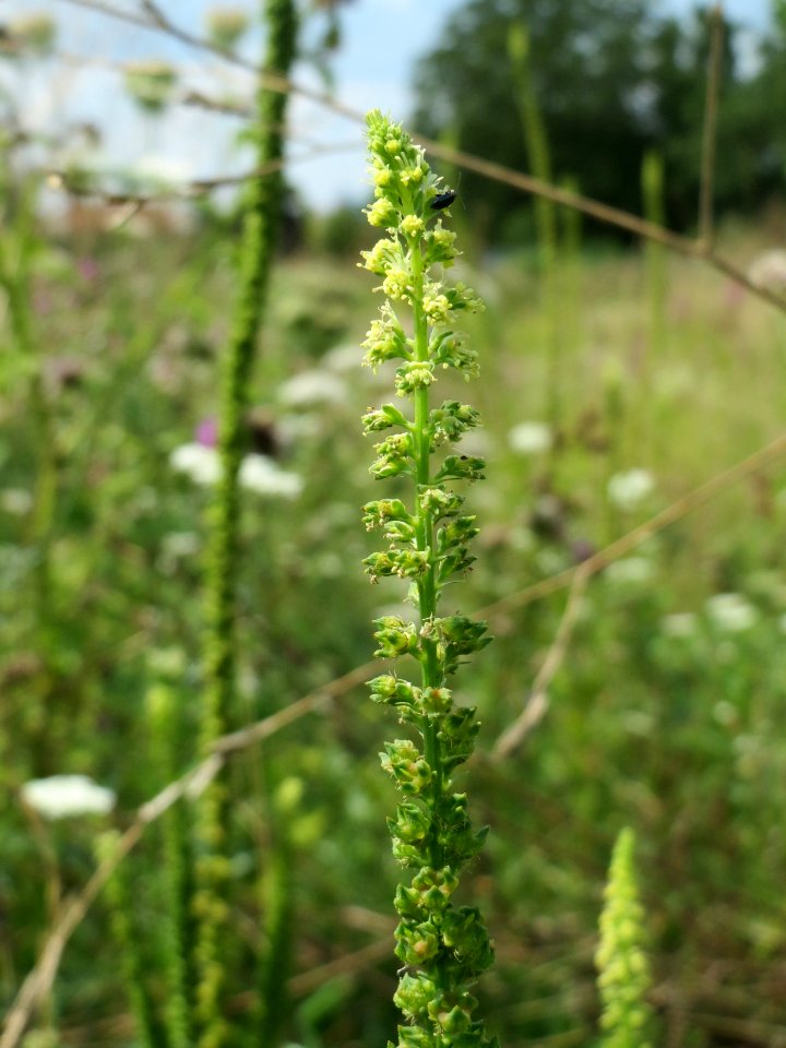 20140724Reseda_luteola05