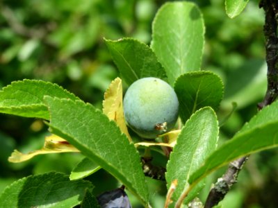 20140613Prunus_spinosa