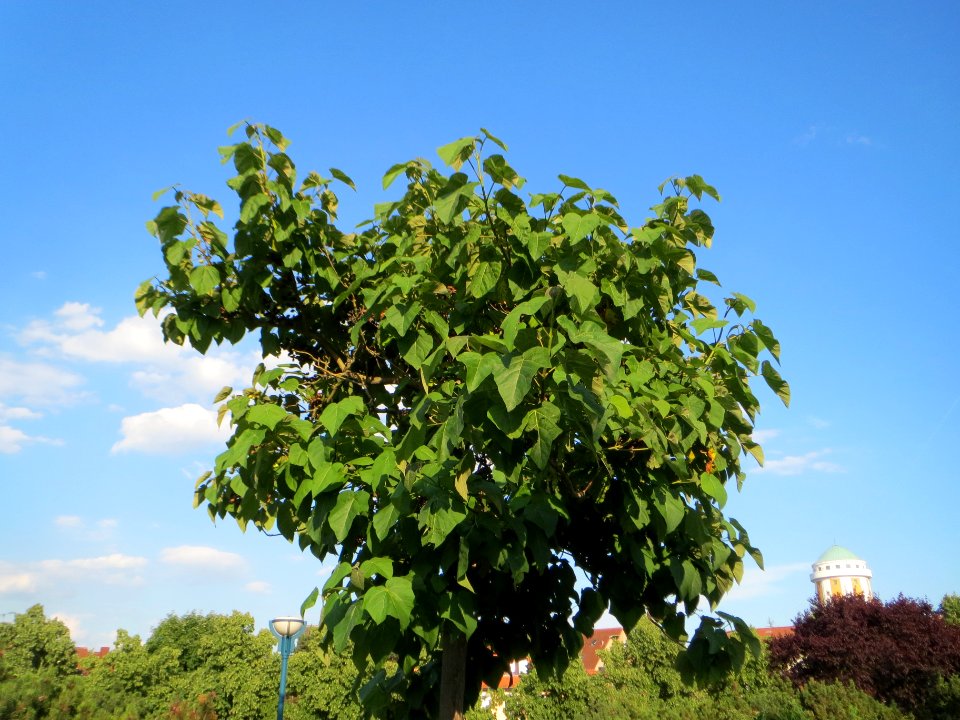 20140624Paulownia_tomentosa