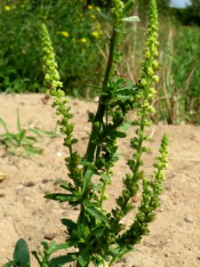 20140725Reseda_luteola1