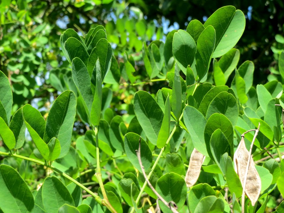 20140613Robinia_pseudoacacia2