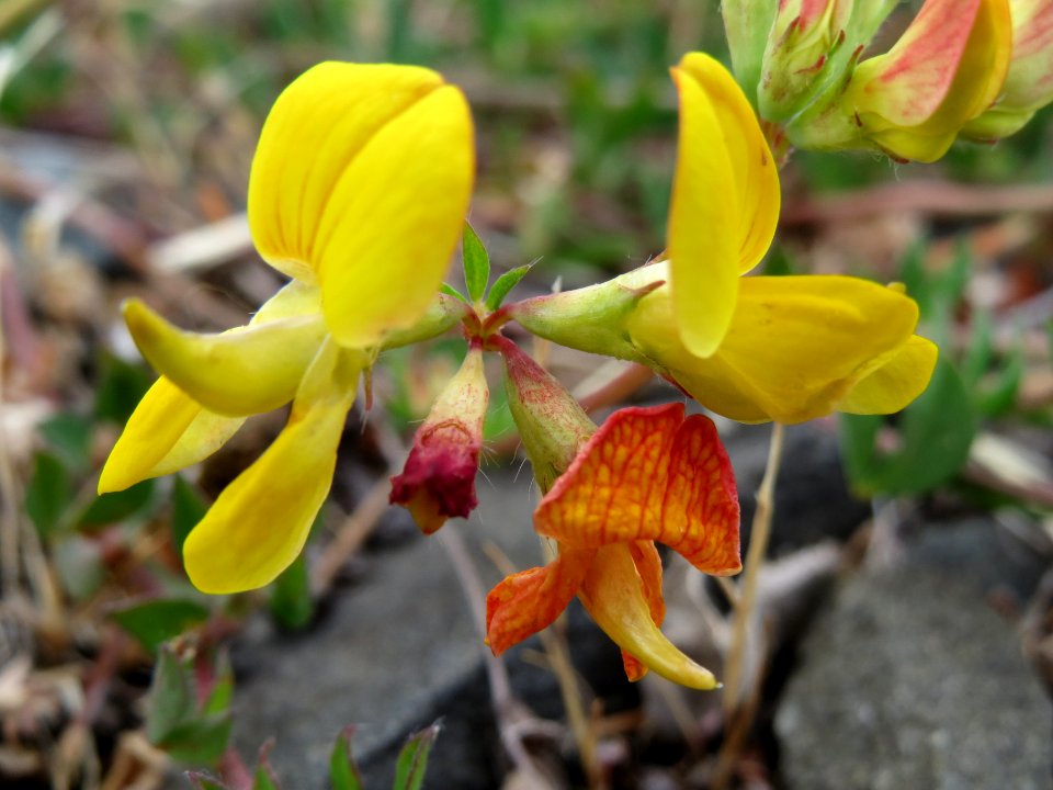 20140624Lotus_corniculatus1