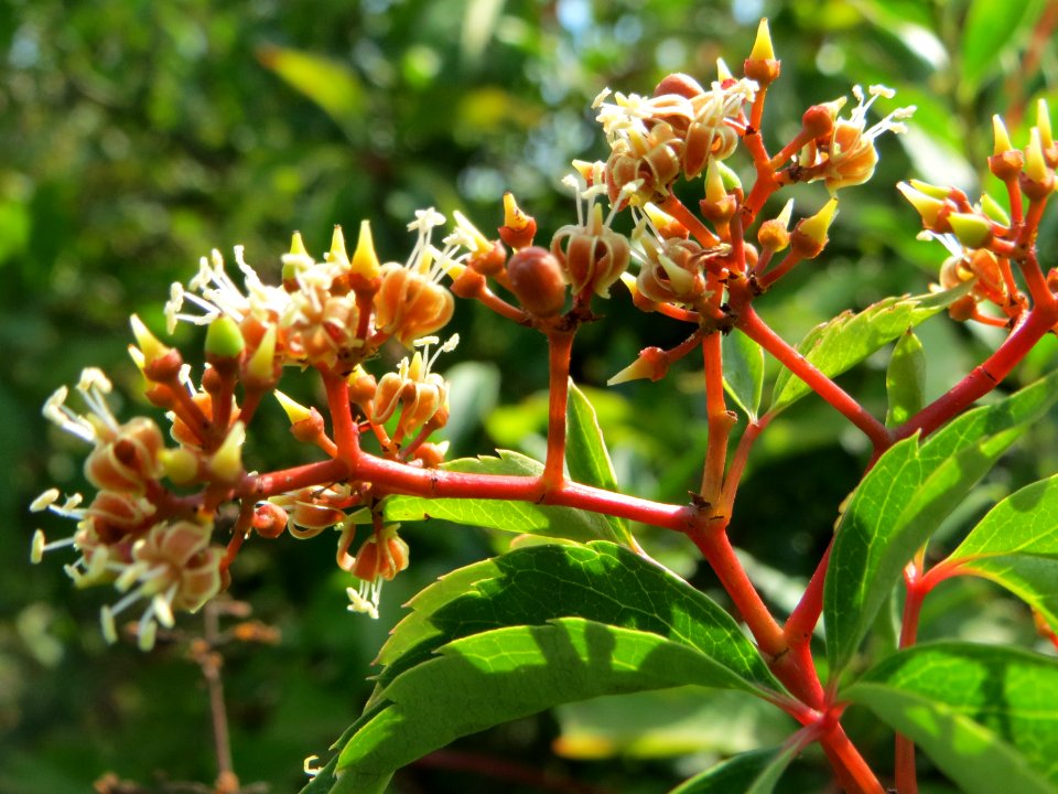 20140725Parthenocissus_quinquefolia6