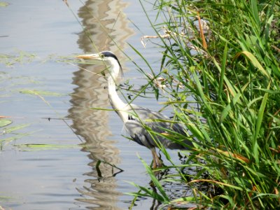 20140623Ardea_cinerea1