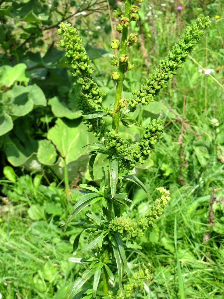 20140724Reseda_luteola08