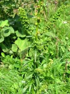 20140724Reseda_luteola08