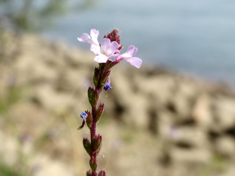 20140627Verbena_officinalis