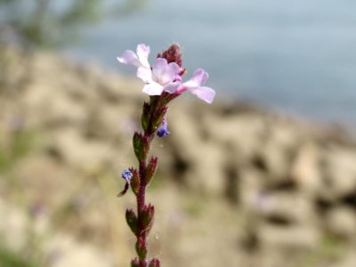 20140627Verbena_officinalis