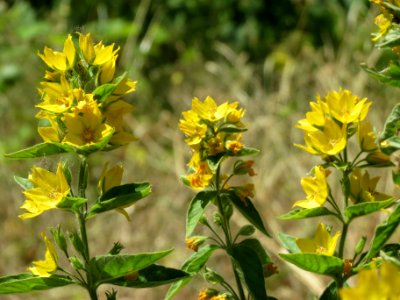 20140622Lysimachia_vulgaris1
