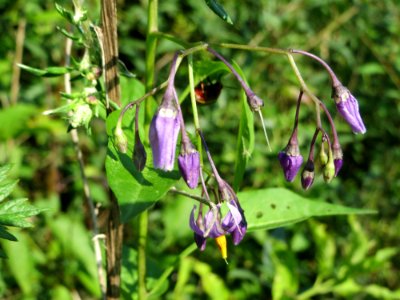 20140724Solanum_dulcamara