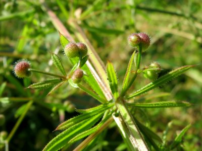 20140618Galium_aparine