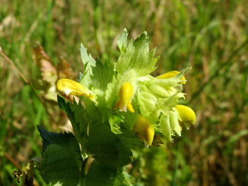 20140618Rhinanthus_alectorolophus1