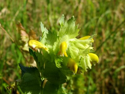 20140618Rhinanthus_alectorolophus1