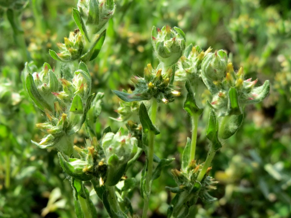 20140725Filago_lutescens3