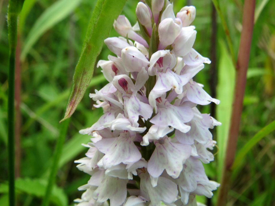 20140619Dactylorhiza_maculata2