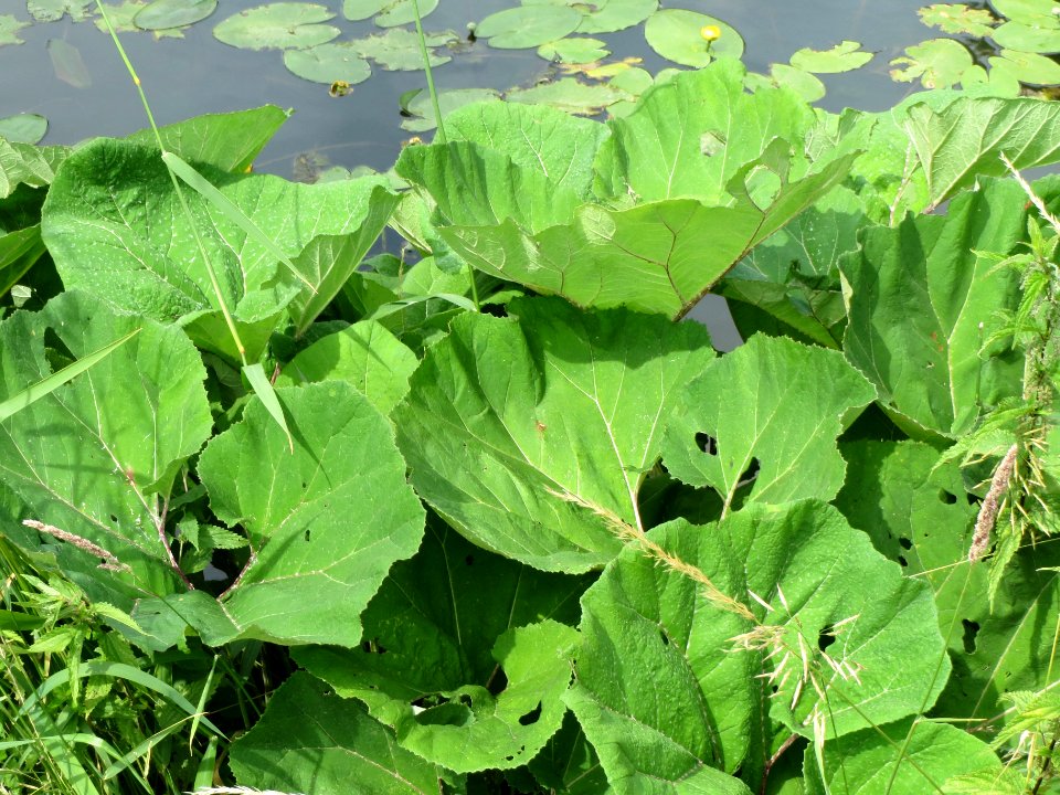 20140623Petasites_hybridus3