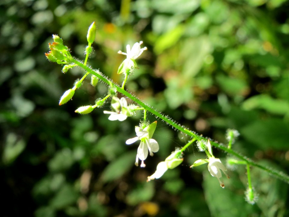 20140723Circaea_lutetiana2