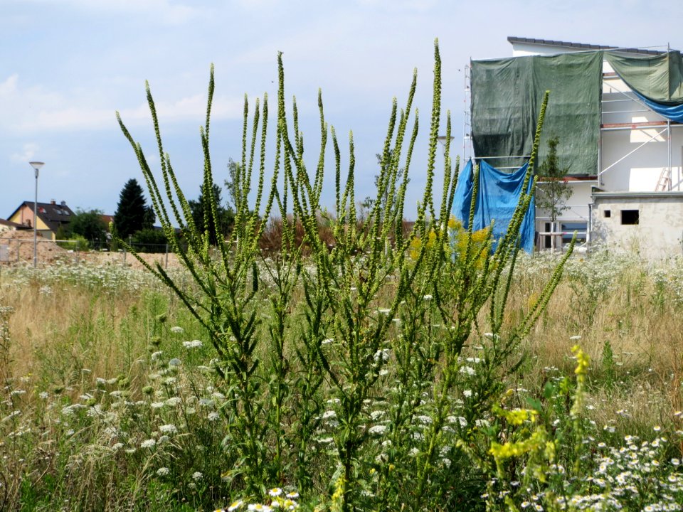 20140725Reseda_luteola3