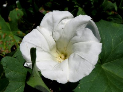 20140624Calystegia_sepium
