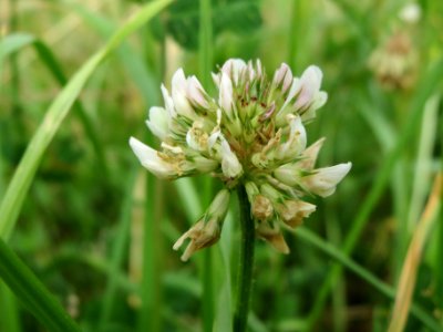 20140614Trifolium_repens
