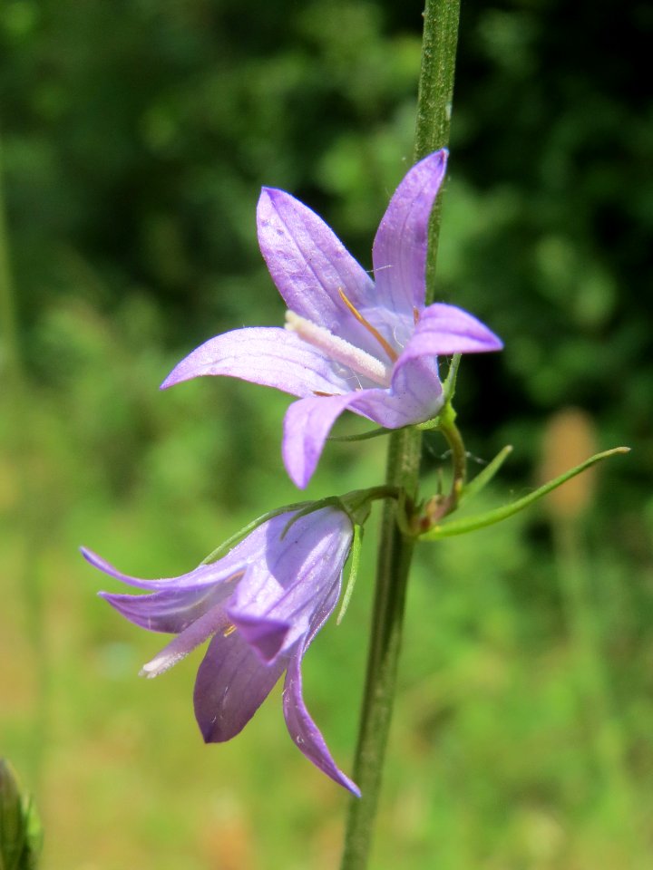 20140619Campanula_rapunculus1