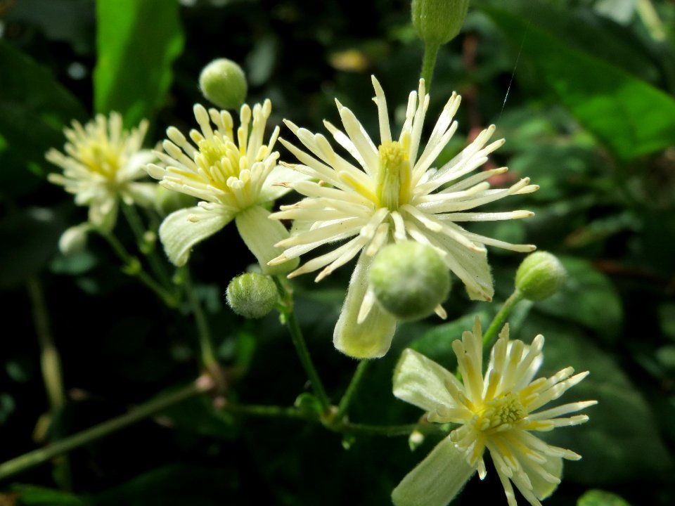 20140623Clematis_vitalba