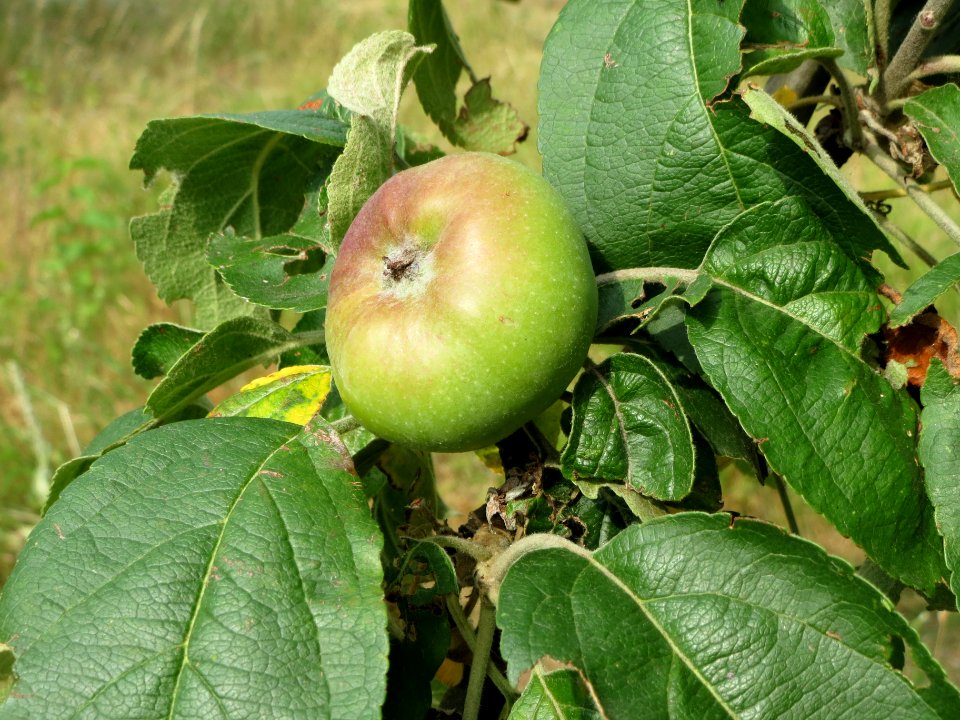 20140616Apfel_Hockenheim2