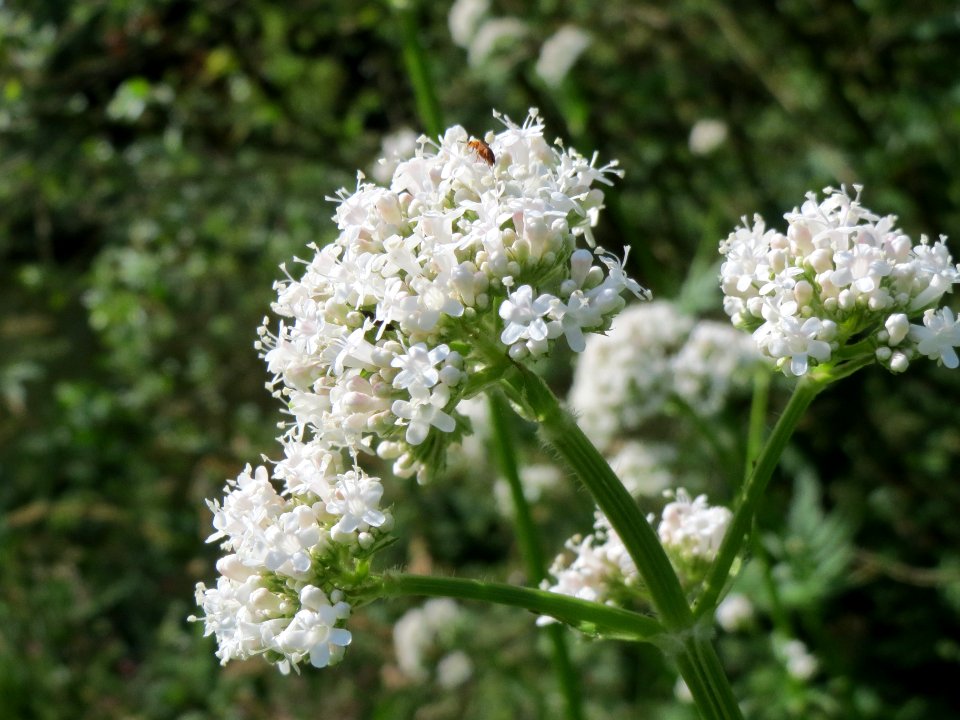 20140618Valeriana_officinalis1