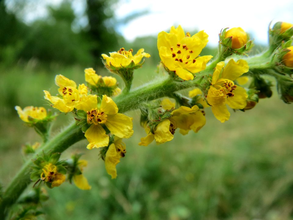 20140619Agrimonia_eupatoria1