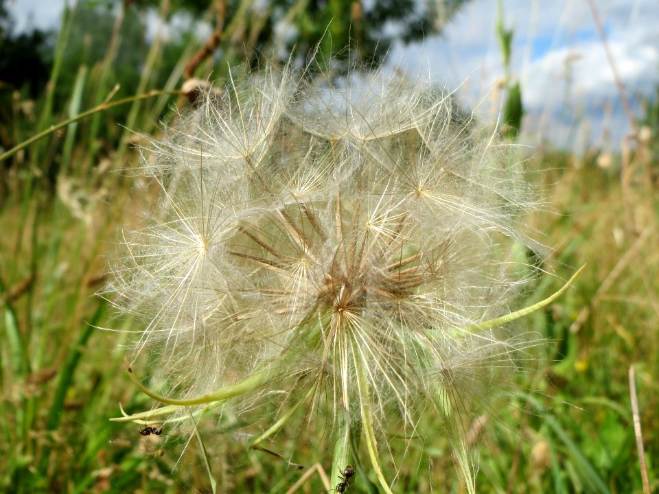 20140614Tragopogon_pratensis
