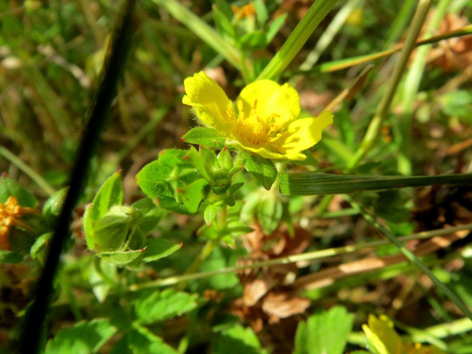 20140614Potentilla_reptans