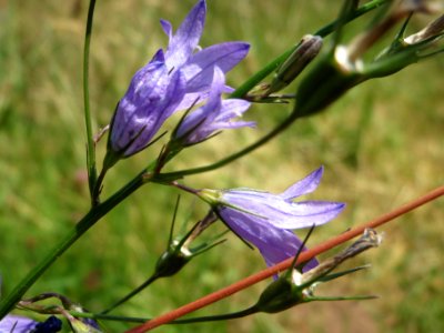 20140622Campanula_rapunculus2