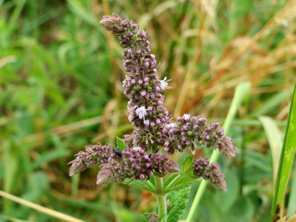 20140628Mentha_longifolia1