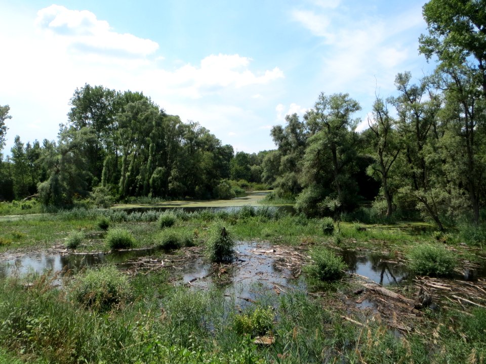 20140723Rheinauen_Philippsburg2