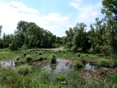 20140723Rheinauen_Philippsburg2