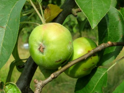 20140616Apfel_Hockenheim1