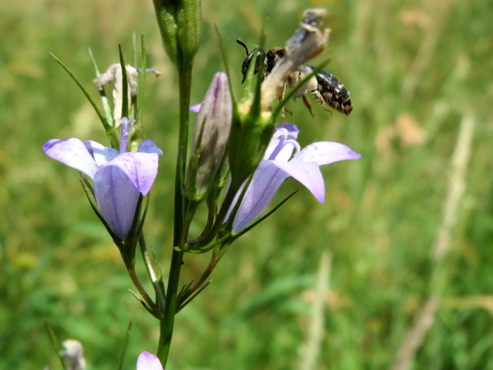 20140622Campanula_rapunculus1