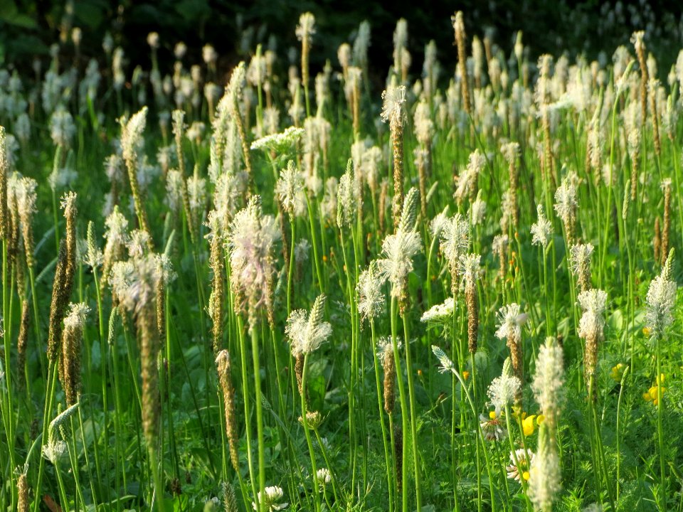 20140723Plantago_media6
