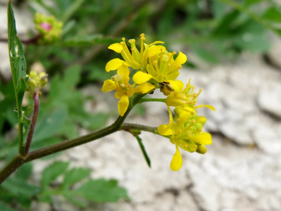 20140627Rorippa_sylvestris1