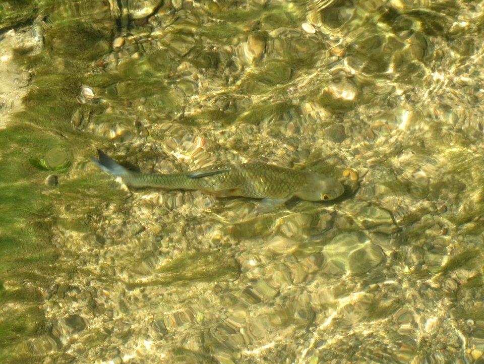 20140614Squalius_cephalus2